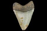 Fossil Megalodon Tooth - North Carolina #104991-2
